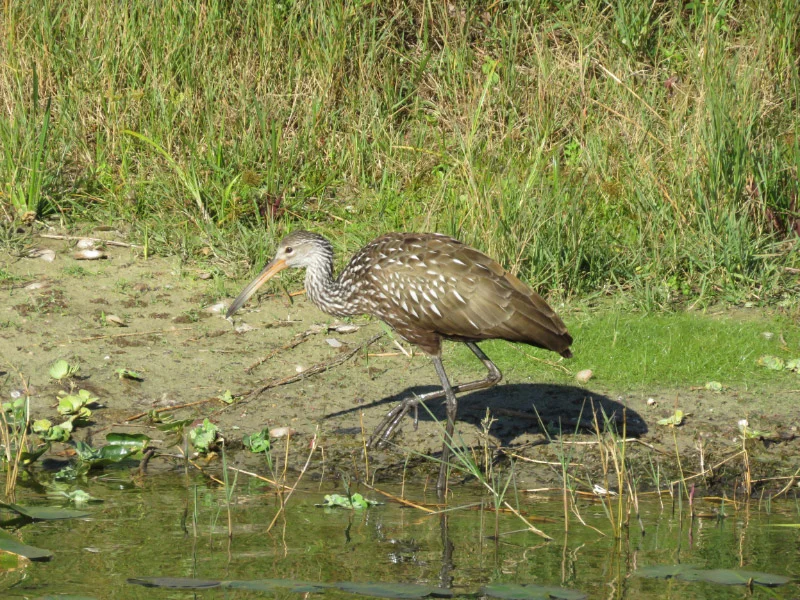 Water Birds of Central Florida — The 21st Century Matriarch